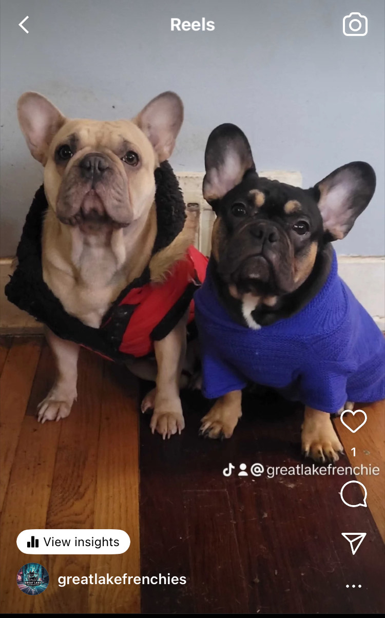 image of male and female adult french bulldog parents of children