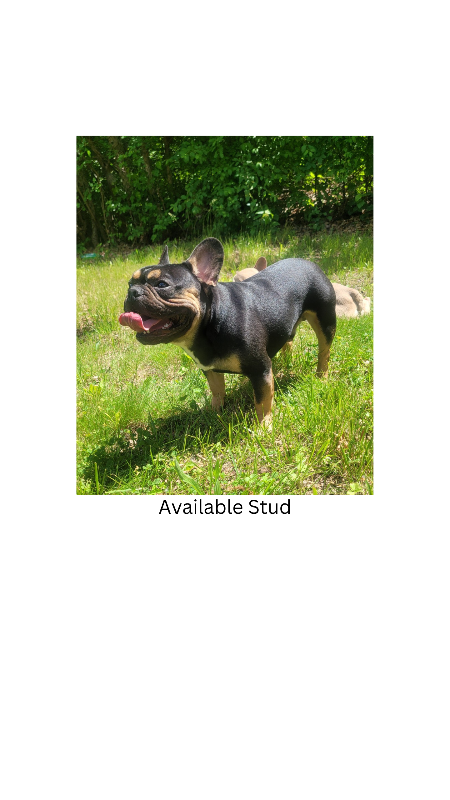 Male adult black french bulldog picture